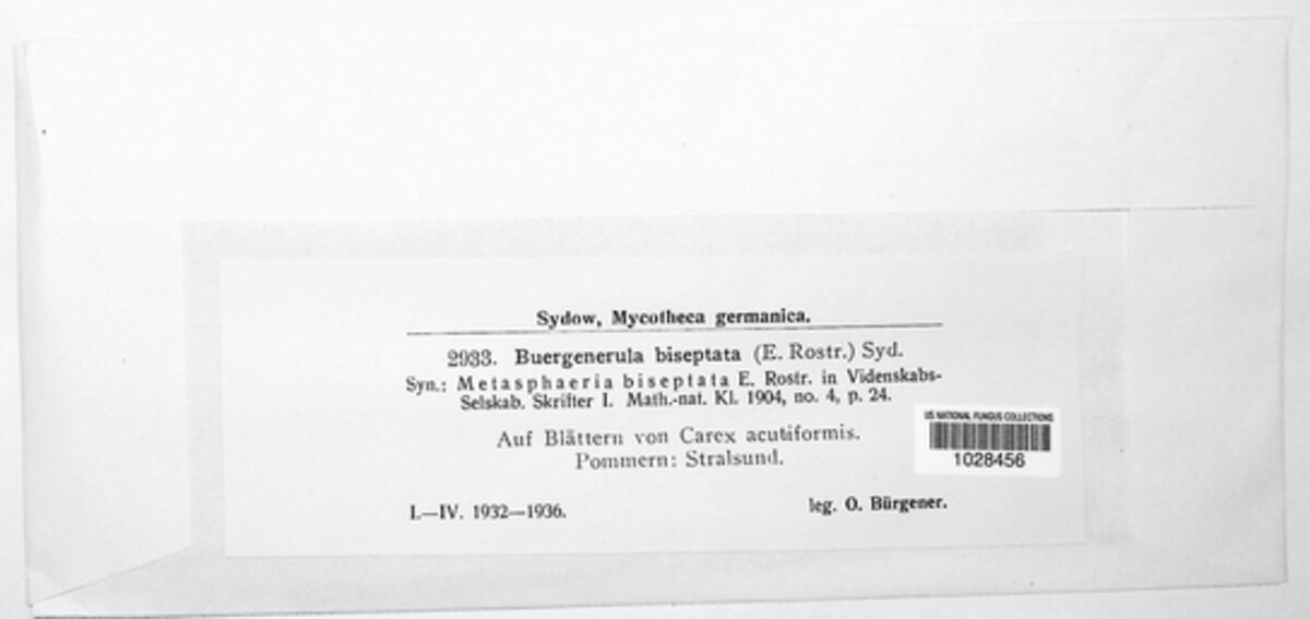 Buergenerula image
